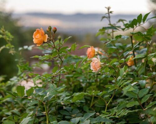 Gärtner Rosen Gartenpflege Säuliamt