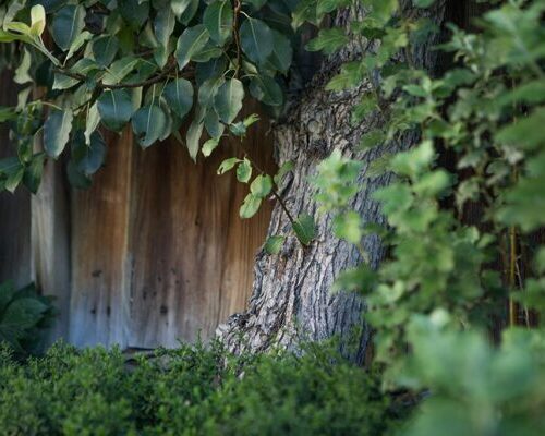 Landschaftsgärtner Säuliamt Gartenpflege Baum vor Scheunenwand